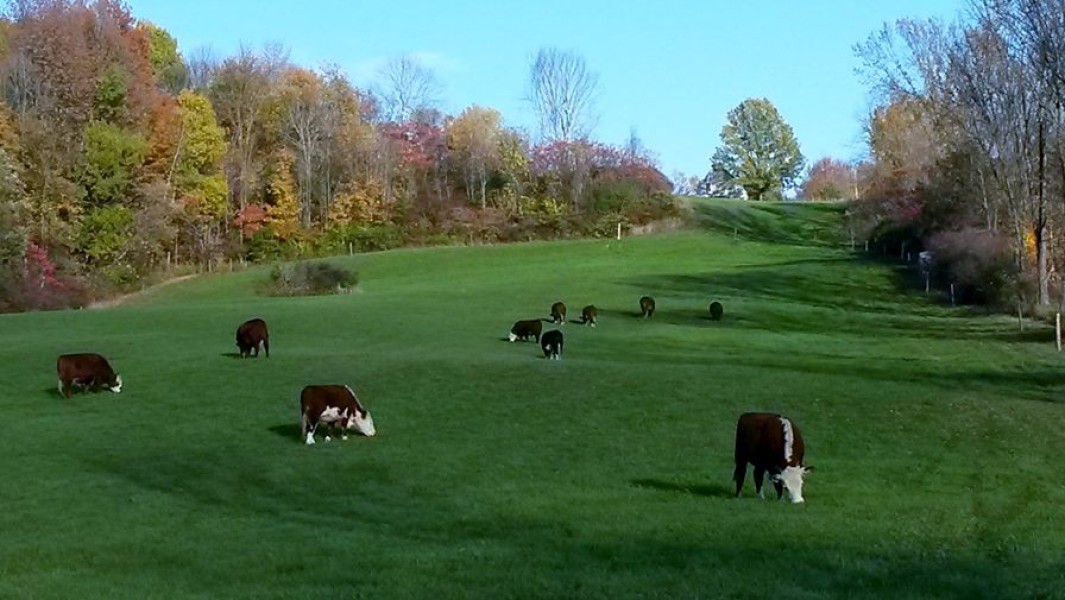 Cows Hillside
